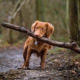 dog holding a log